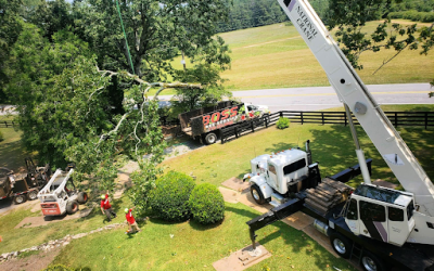 How a Crane-Assisted Tree Removal Transformed a Peachtree City Property