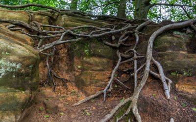 Tips To Fix Girdling Tree Roots