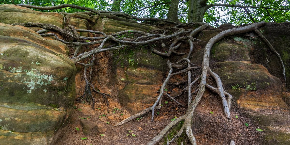Girdling Tree Roots