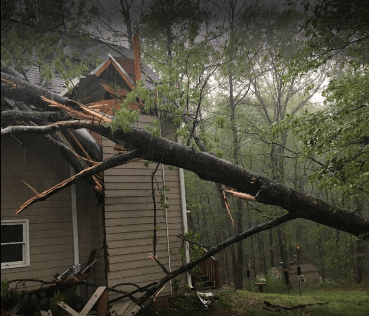 Screenshot 2024 12 17 222659 - Boss Tree Service