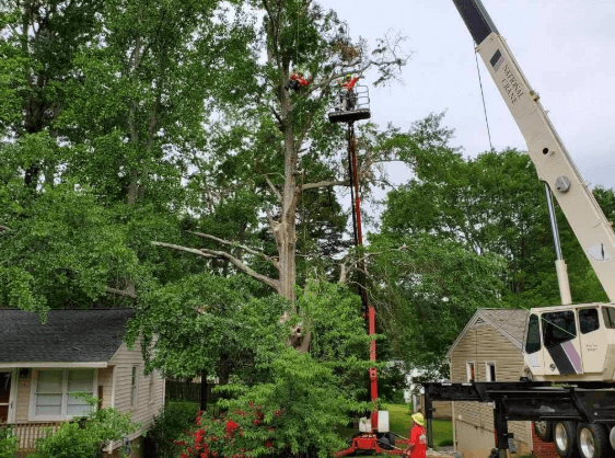 Screenshot 2024 12 17 225842 - Boss Tree Service
