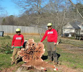 Swift Diseased Tree Removal by Boss Tree Service in Newnan, GA