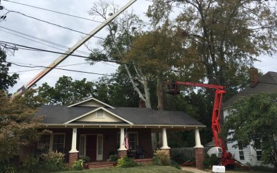 How Boss Tree Service Made a Newnan, GA, Yard Safer With Tree Removal