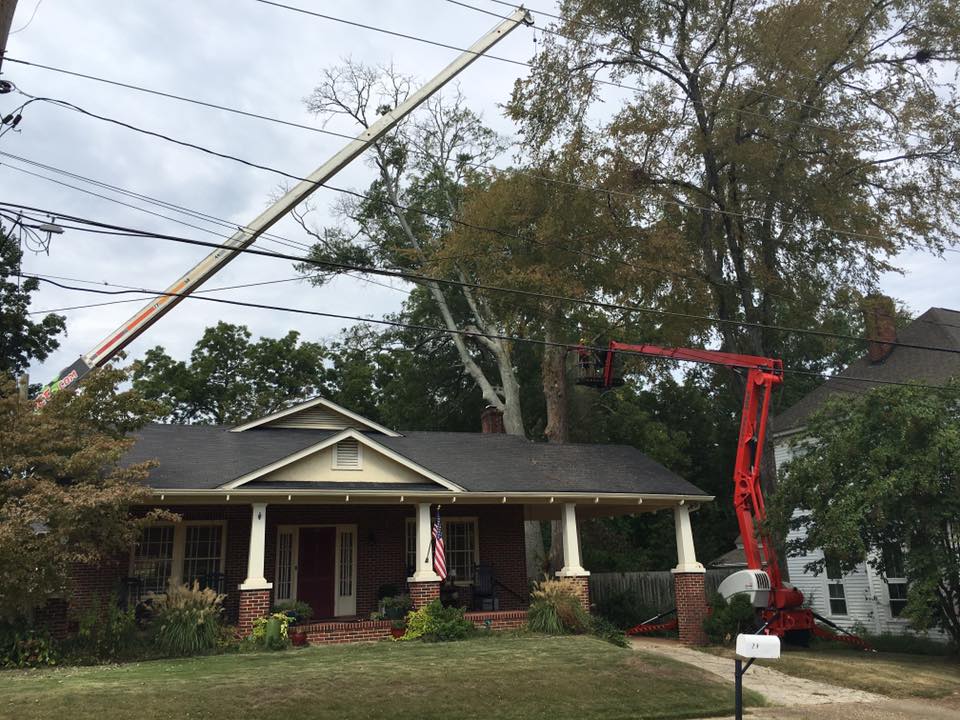 Tree Removal in Newnan