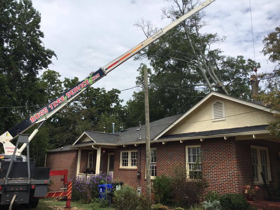 Tree Removal in Newnan