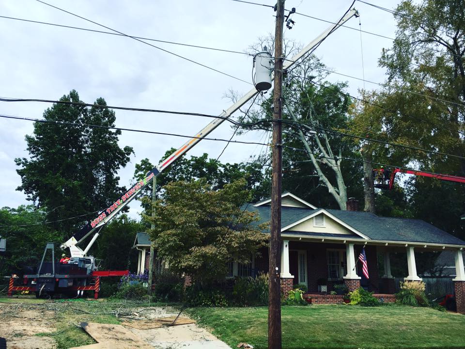 Tree Removal in Newnan