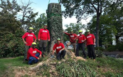 Boss Tree Service Performs Tree Removal on Massive Oak Threatening Peachtree City, GA, Home