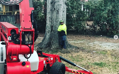 Professional Tree Removal in Senoia, GA, by Boss Tree Service