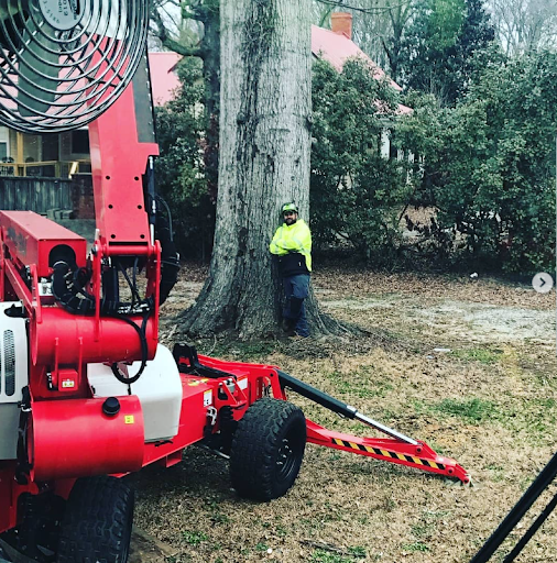 Tree Removal in Senoia