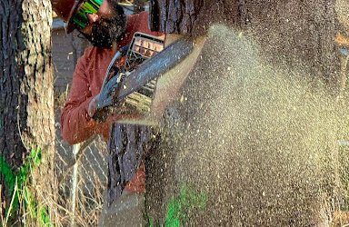 Boss Tree Service Showed the Skill and Precision of Its Crew With Successful Pine Tree Removal for a Homeowner in Tyrone, GA