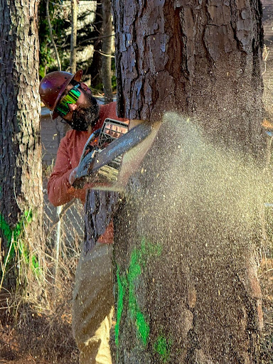 Tree Removal in Tyrone