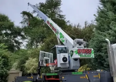 about us image - Boss Tree Service