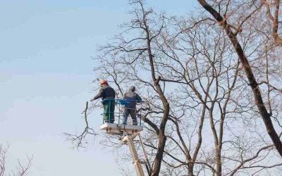 Why Bad Pruning Hurts Your Trees in Peachtree City, GA
