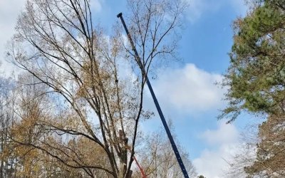 6 Underrated Benefits of Trimming Trees in Sharpsburg, GA