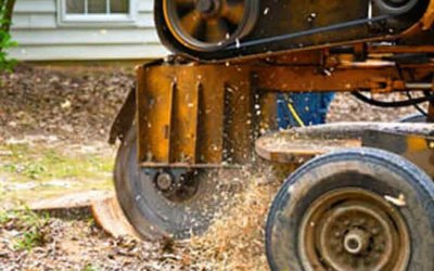 The Best Way To Remove a Tree Stump in Tyrone, GA