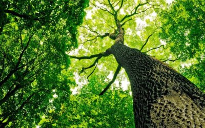 Can a Tree Recover From Bark Damage?