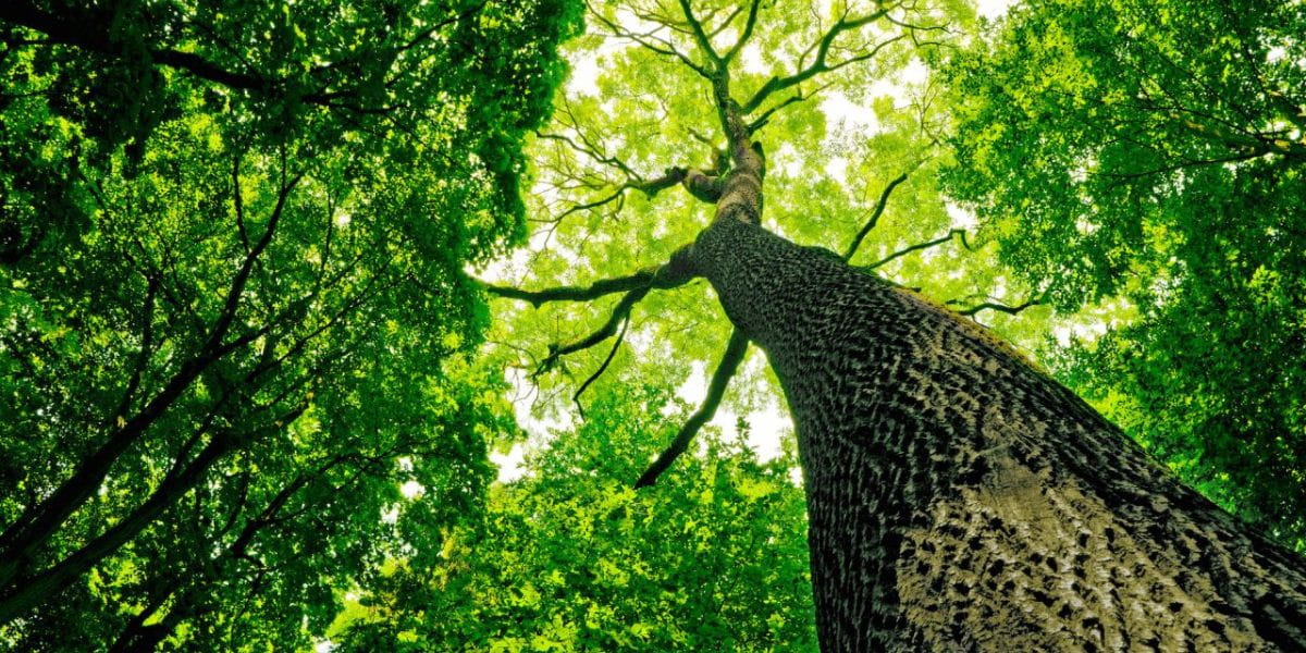 can a tree survive without bark​
