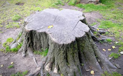 Can You Burn a Stump To Remove It in Newnan, Georgia?