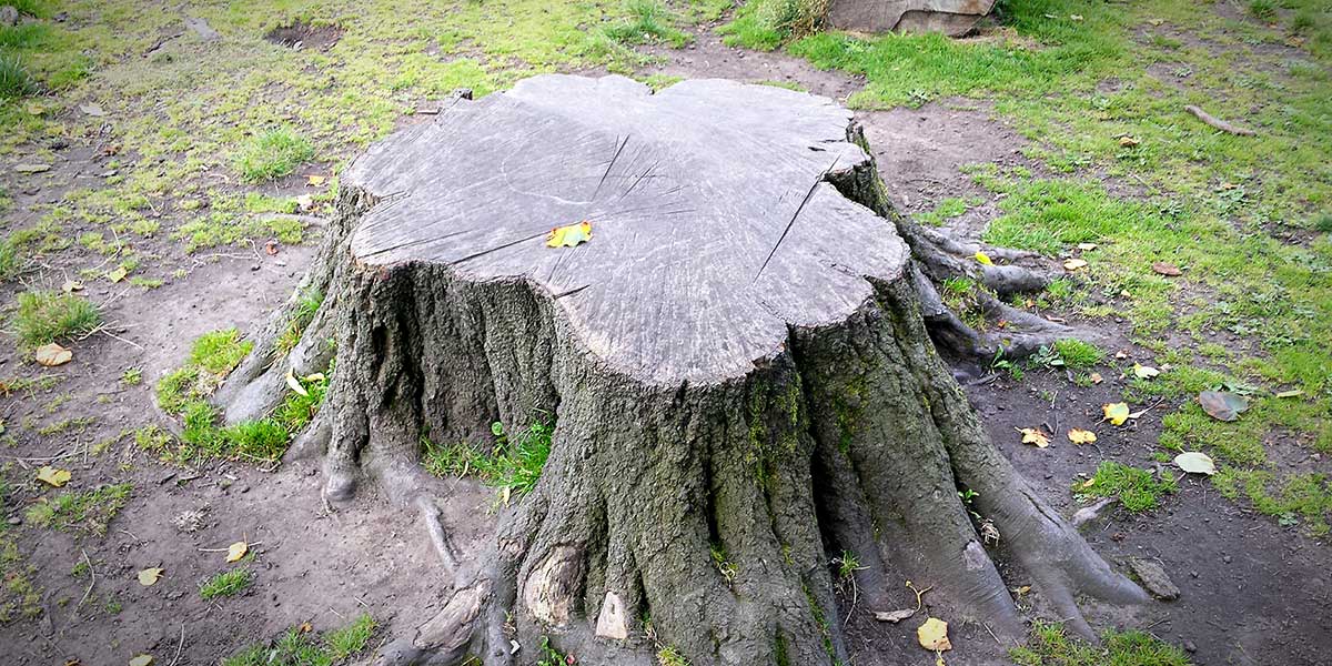 can you burn a stump to remove it​