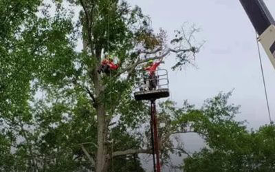 Dangers of Overgrown Branches Near Power Lines