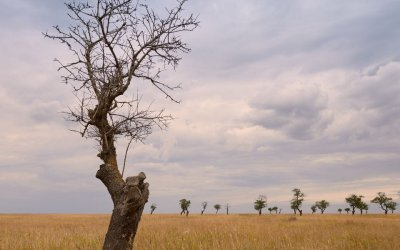 How Dangerous Is a Dead Standing Tree in Fayetteville, GA?