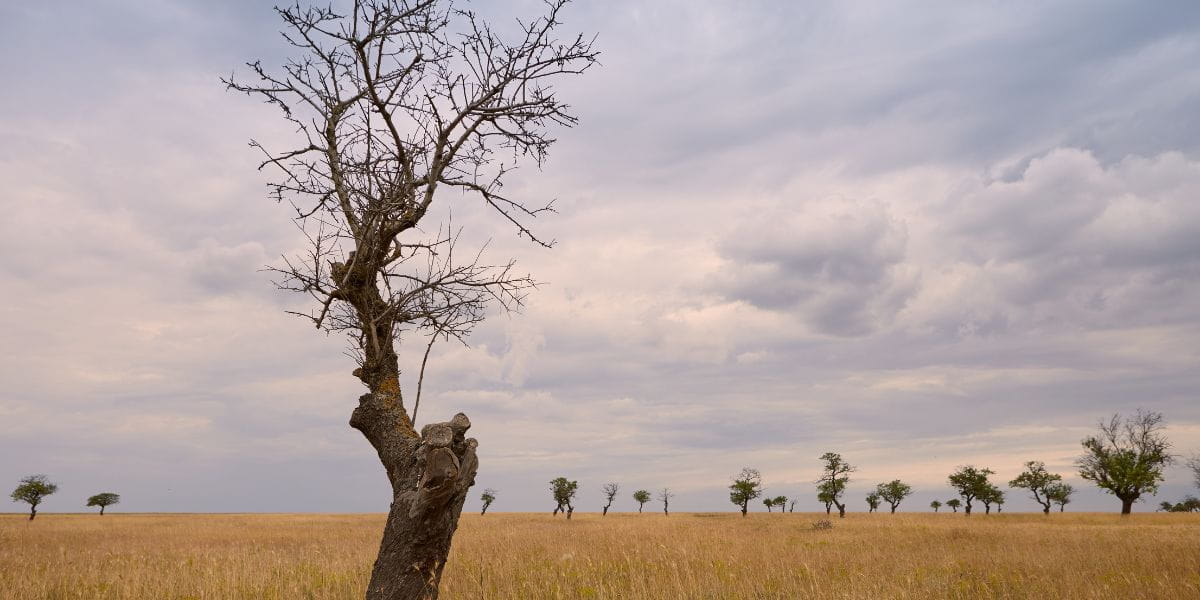 dead standing tree danger