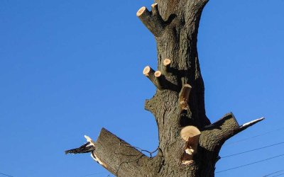 Do Tree Branches Grow Back After Cutting Them in Newnan, GA?