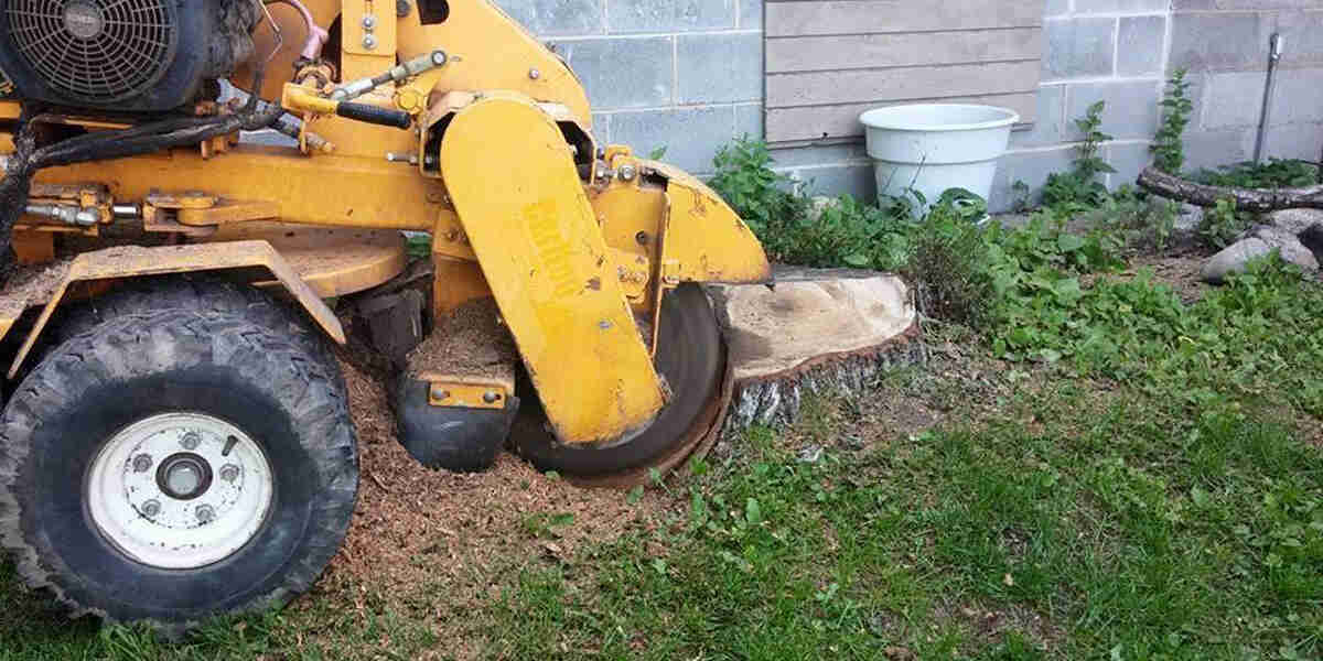 do tree roots die after stump grinding