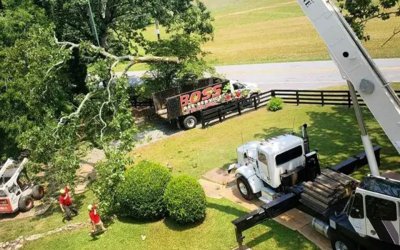 Does Cutting Down Trees Increase Property Value?