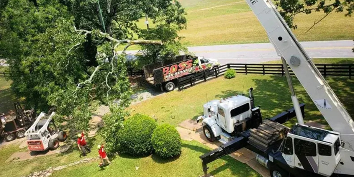 does cutting down trees increase property value​