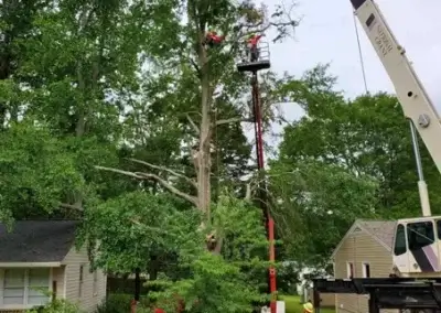 g2 - Boss Tree Service