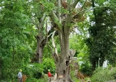 g4 - Boss Tree Service