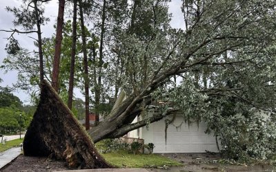 How Far Can a Tree Lean Before It Falls?