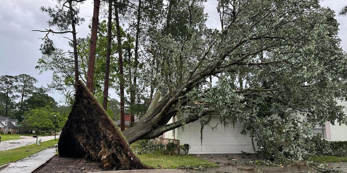 Leaning mature tree near a residential property being evaluated by an arborist for potential fall risk | How Far Can a Tree Lean Before It Falls?