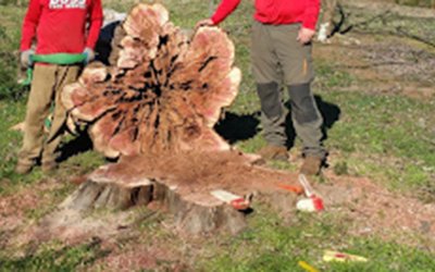 How Long Does It Take To Completely Remove a Tree?