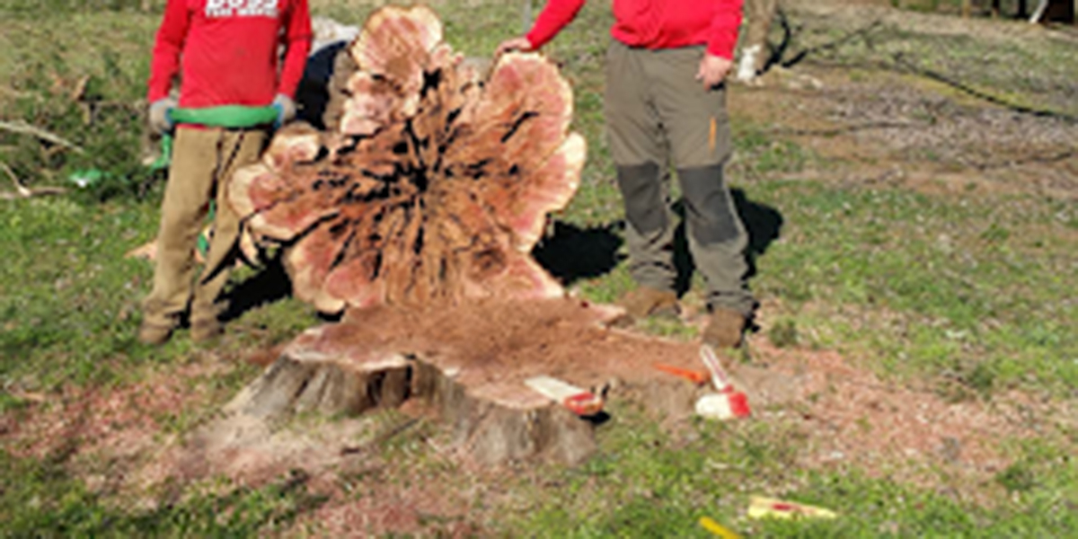 how long does it take to remove a tree