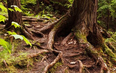 How Much Root Damage Can a Tree Take in Newnan, GA?