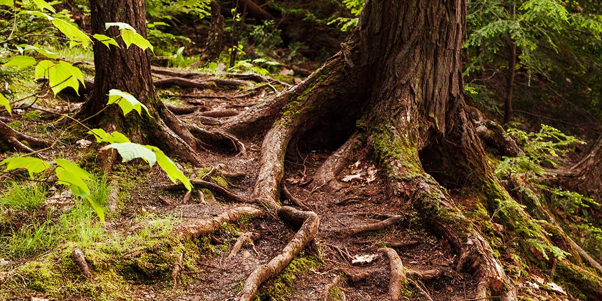 how much root damage can a tree take
