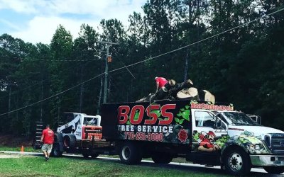How Often Should Trees Be Inspected in Fayetteville, GA?
