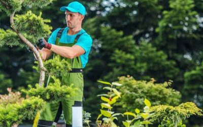 How To Find a Reliable Tree Service Company in Fayetteville, GA