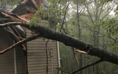 How To Identify Storm-Damaged Trees in Newnan, GA