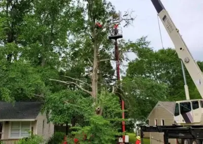 img2 1 - Boss Tree Service