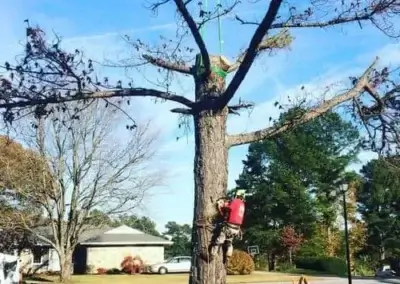 img2 - Boss Tree Service