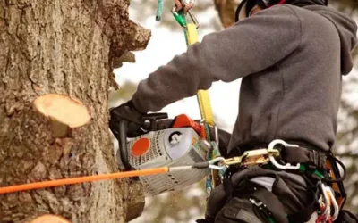 Safe Tree Removal in Tyrone, GA – Boss Tree Service Case Study