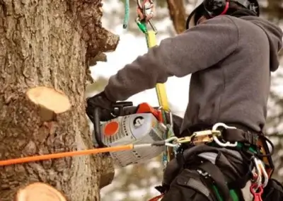 img3 1 - Boss Tree Service