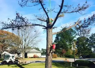 img4 1 - Boss Tree Service