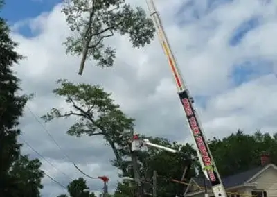 img4 - Boss Tree Service