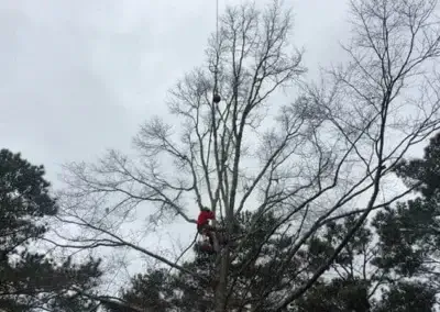 img6 - Boss Tree Service
