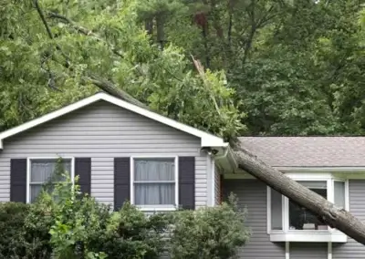 img7 1 - Boss Tree Service