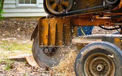 Is It Necessary To Grind a Tree Stump? Factors To Consider